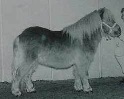 Deckhengst Almnas Good Luck (Shetland Pony (unter 87 cm), 1995, von Parlington Pimpernell)