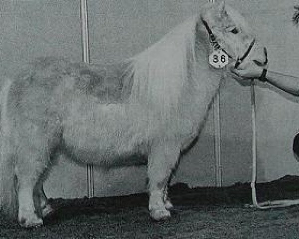 stallion Happy Boy v.d. Weipolder (Shetland pony (under 87 cm), 1993, from Birling Midas)