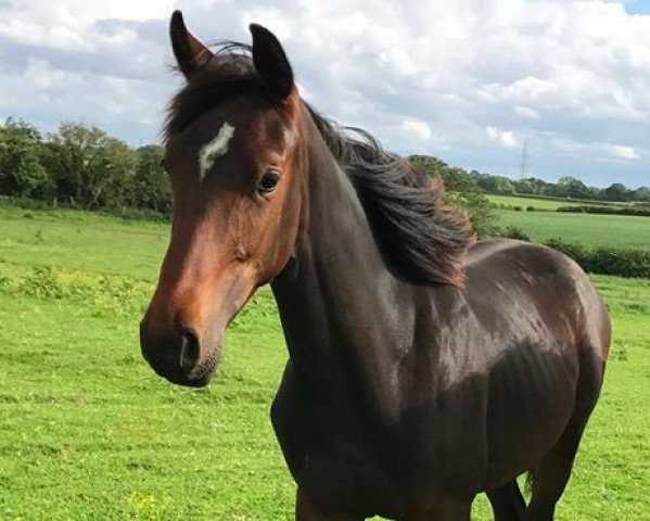 jumper Wild Star (anglo european sporthorse, 2016, from Big Star)