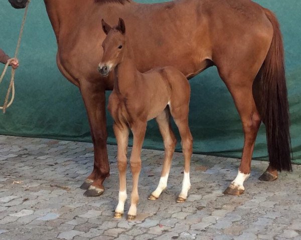 broodmare Doris Day JJ (Hanoverian, 2015, from Don Nobless)