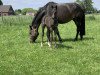 dressage horse Dejaron JJ (Hanoverian, 2019, from Don Nobless)