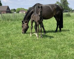 dressage horse Dejaron JJ (Hanoverian, 2019, from Don Nobless)