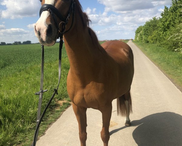 Springpferd Ginger 929 (Deutsches Reitpony, 1999)