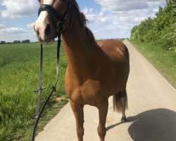 jumper Ginger 929 (German Riding Pony, 1999)