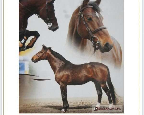 stallion Quinto de B (Holsteiner, 2000, from Quinar)