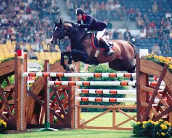 stallion Handel (KWPN (Royal Dutch Sporthorse), 1989, from Wolfgang)