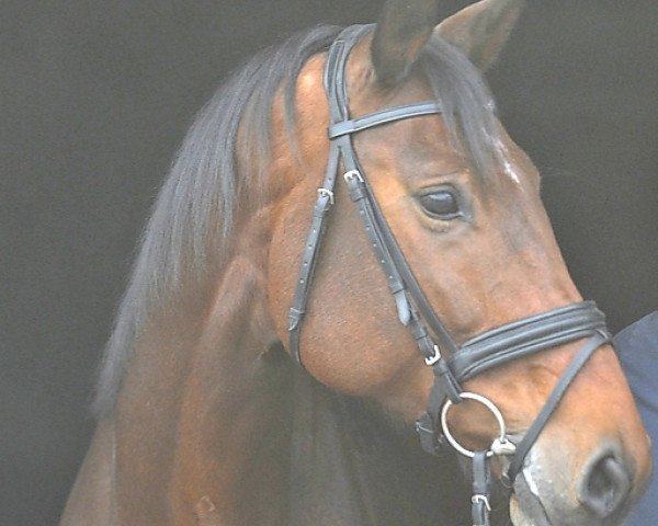 dressage horse Scarlett Spyro (Hanoverian, 2012, from Scolari)