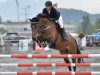 dressage horse Elton (Hanoverian, 2005, from El Bundy)