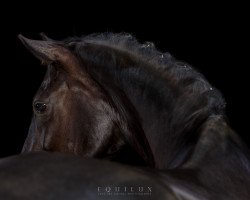 dressage horse Dr. Dillan (Hanoverian, 2007, from Dr Doolittle 45)