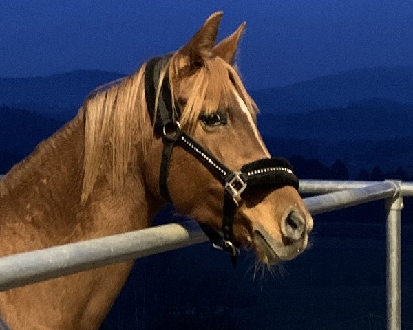 dressage horse Marie (German Riding Pony, 2006, from Dancer 94)