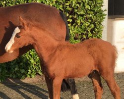 dressage horse Top Theodor (German Riding Pony, 2016, from Top Non Stop II)