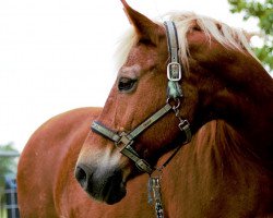 dressage horse Tina 345 (Freiberger, 1994, from Luxeur)