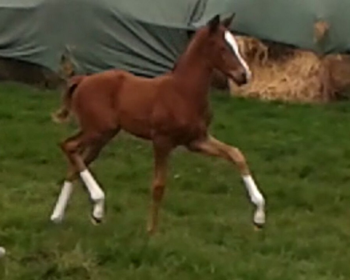 broodmare Vienna W (Westphalian, 2016, from Veneno)