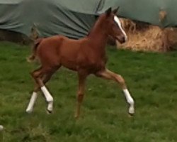 broodmare Vienna W (Westphalian, 2016, from Veneno)