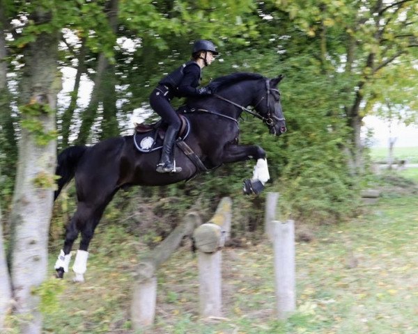 Springpferd Umbro 4 (Polnisches Warmblut, 2009, von Armitage)