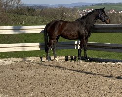 dressage horse Stute von Fair Game x Double Alleged xx (unknown, 2017, from Birkhof's Fair Game OLD)