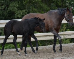 broodmare Smart Strike xx (Thoroughbred, 2009, from Double Alleged xx)