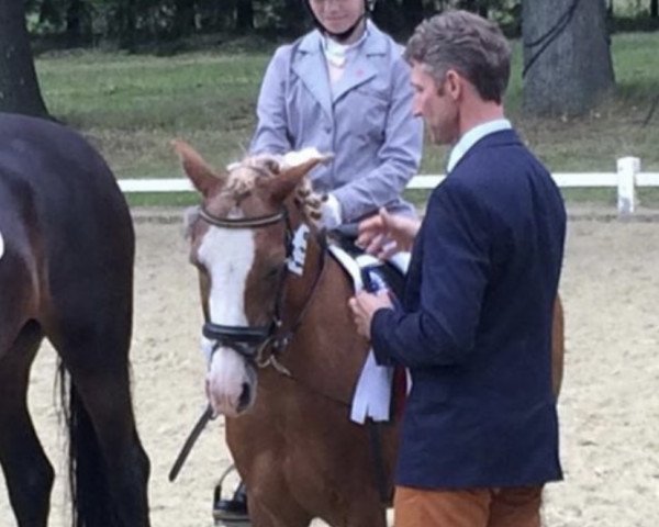 dressage horse Piccolo Pepper Boy (Welsh-Pony (Section B), 1997)