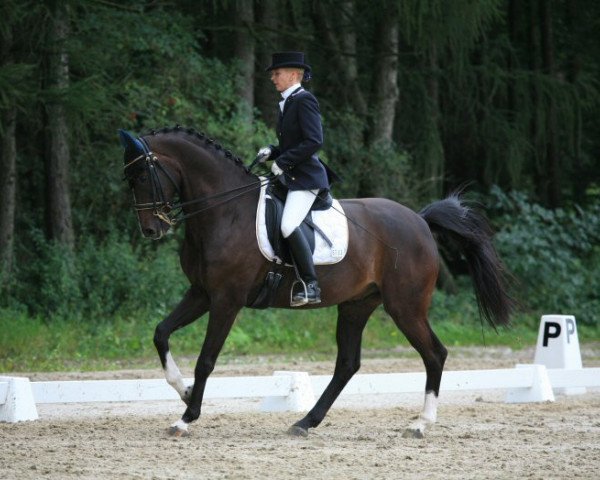 dressage horse Churchill 30 (Hanoverian, 2000, from Charon)