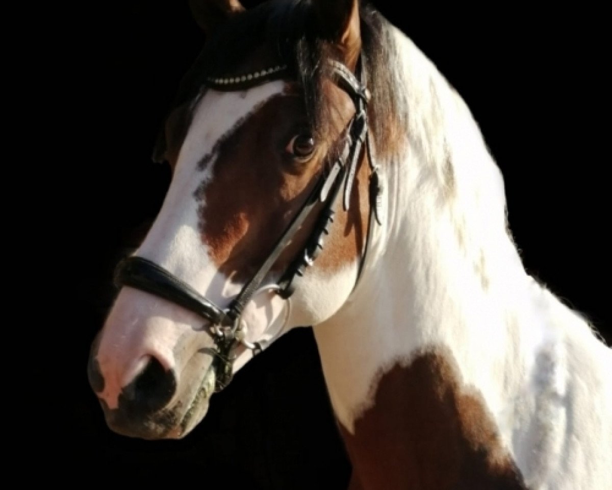 stallion Top Alaska (Lewitzer, 2015, from Alswin)