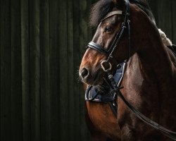 horse Manolo (New Forest Pony, 2003, from Frisian Forest Marco Polo)