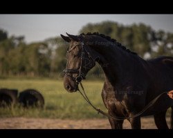 dressage horse Filomena 27 (Oldenburg, 2012, from Belstaff)