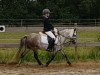 Dressurpferd Victoria's Orlando (Welsh Mountain Pony (Sek.A), 2011, von Oakland)