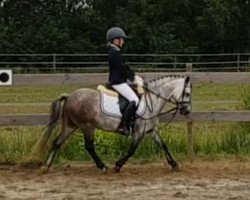 dressage horse Victoria's Orlando (Welsh mountain pony (SEK.A), 2011, from Oakland)