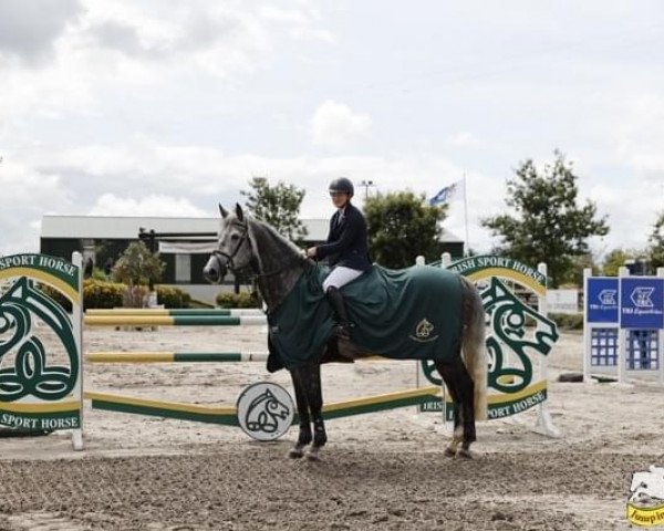 horse Coachella (Irish Sport Horse, 2014, from Ustinov)