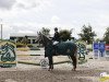 Pferd Coachella (Irish Sport Horse, 2014, von Ustinov)