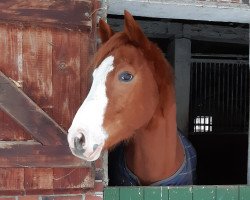 jumper Fiete (German Warmblood, 2015, from Con Capitano 2)