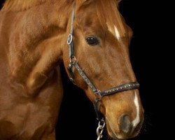 dressage horse Bodo M.O. (Westphalian, 2009)