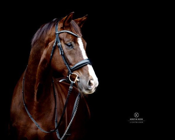 dressage horse Duke of Harms (Mecklenburg, 2011, from Don Akzentus)