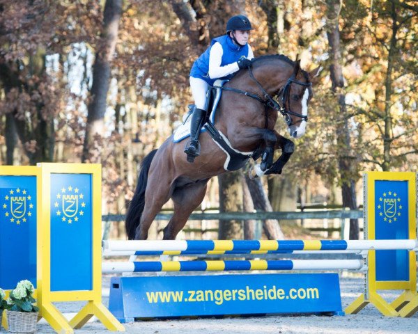 stallion Apollo Z (Zangersheide riding horse, 2014, from Aktion Pur Z)