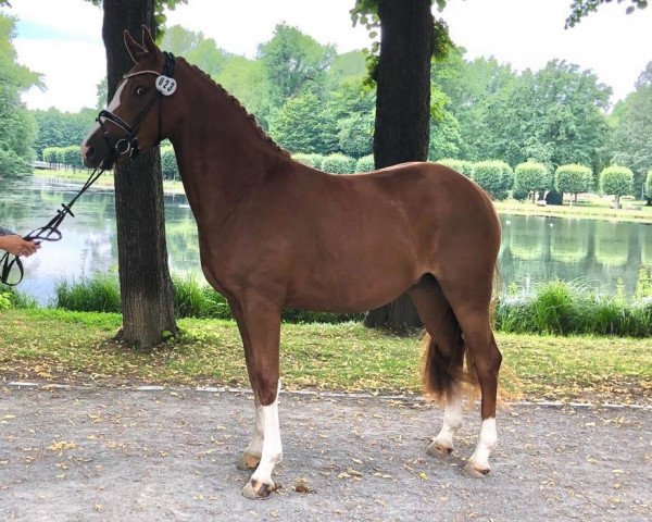 dressage horse Nova Bonita (German Riding Pony, 2017, from Fs Numero Uno)