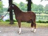 dressage horse Nova Bonita (German Riding Pony, 2017, from Fs Numero Uno)