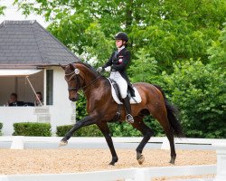 stallion Frechdachs H (Hanoverian, 2000, from Fabriano)