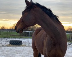 Springpferd Quirin von Bayern (Bayer, 2009, von Que Guapo)