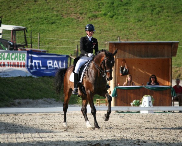 Dressurpferd Saphir 20 (Österreichisches Warmblut, 2009, von Scolari)