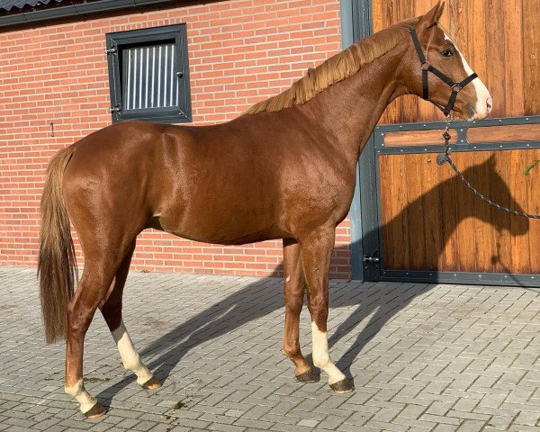 dressage horse Wauw MP (KWPN (Royal Dutch Sporthorse), 2018, from Well Done)