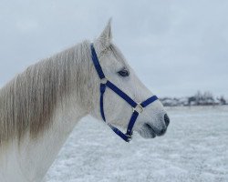 Pferd Springfield Danann (Connemara-Pony, 2008, von Dangan Boy)