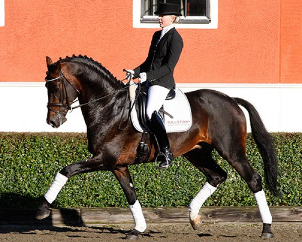 stallion Ampère (Dutch Warmblood, 2005, from Rousseau)