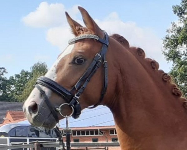 dressage horse Twix (German Riding Pony, 2017, from Top Vidal)