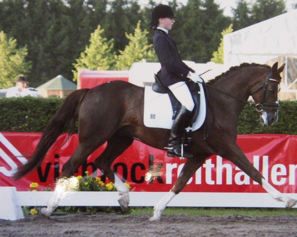 Pferd Chantre W (Deutsches Reitpony, 1994, von Constantin)