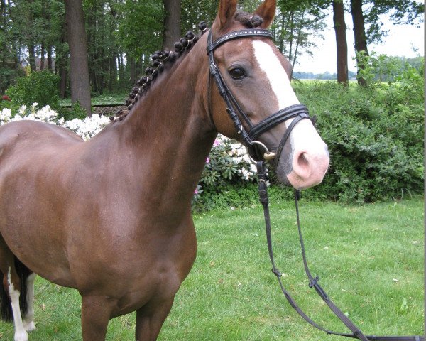 broodmare Camina W (German Riding Pony, 1996, from Constantin)