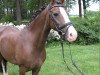 broodmare Camina W (German Riding Pony, 1996, from Constantin)