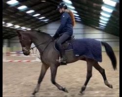 jumper Destany 9 (anglo european sporthorse, 2008, from Landjonker)