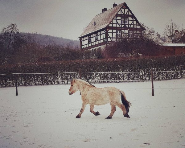 Pferd Lökka (Fjordpferd, 1991, von Mikkel Stanstorp)