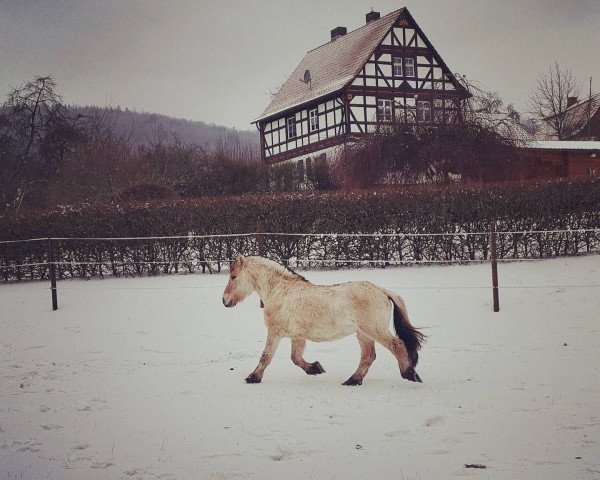 horse Lökka (Fjord Horse, 1991, from Mikkel Stanstorp)