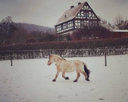 horse Lökka (Fjord Horse, 1991, from Mikkel Stanstorp)